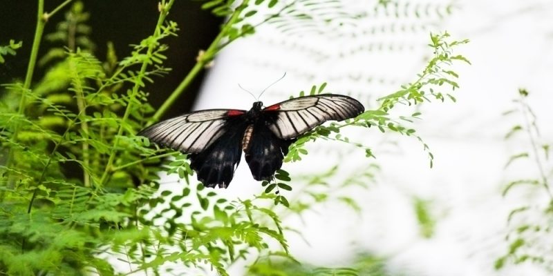 Naturbeobachtung ist ein faszinierendes Hobby