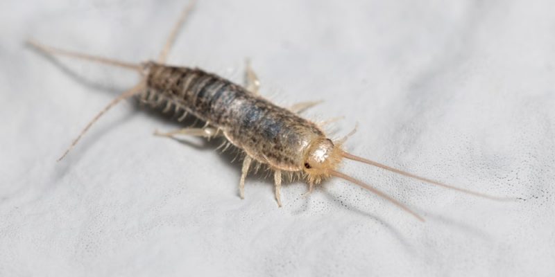 Silberfischchen bekämpfen