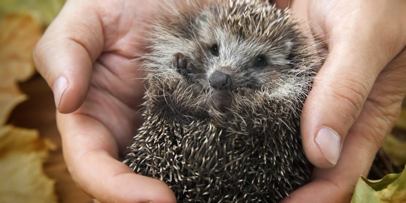 Soforthilfe für Igel