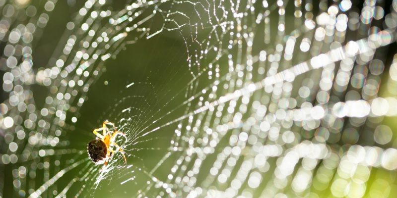 Allgemeine Informationen über Spinnen