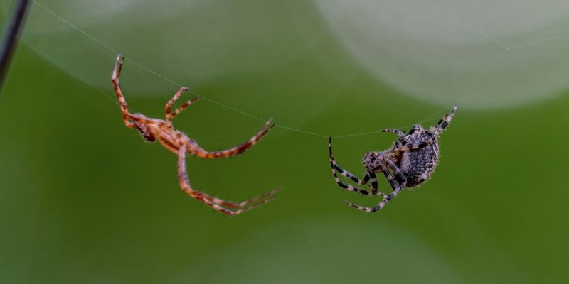 Spinnen im Haus bekämpfen