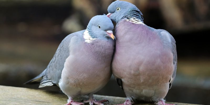 Taubenabwehr und Taubengift