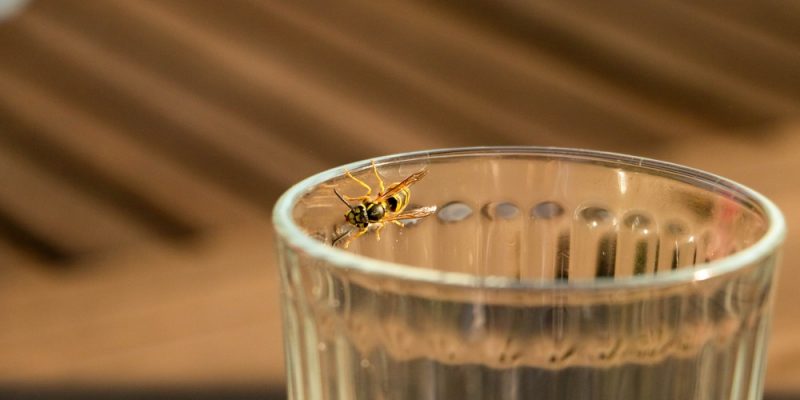 Wespenabwehr beim Grillen