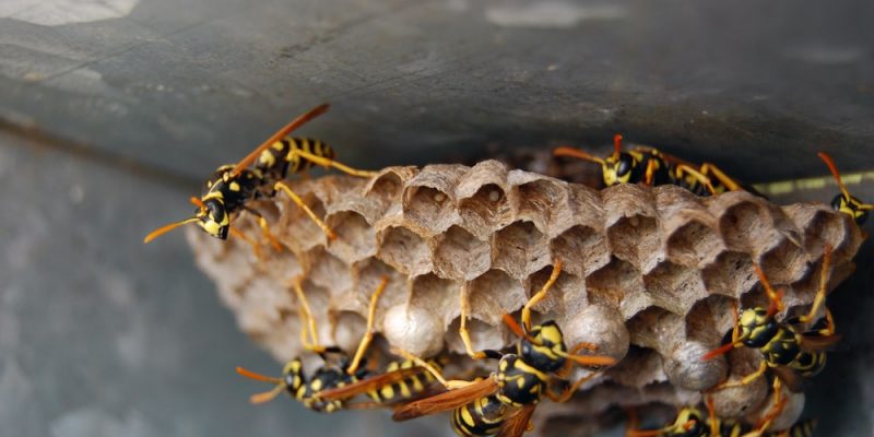 Berliner Wespennester