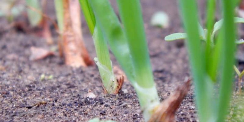 Zwiebeln anpflanzen – so haben Sie Erfolg